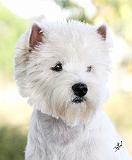 West Highland White Terrier 9Y788D-386